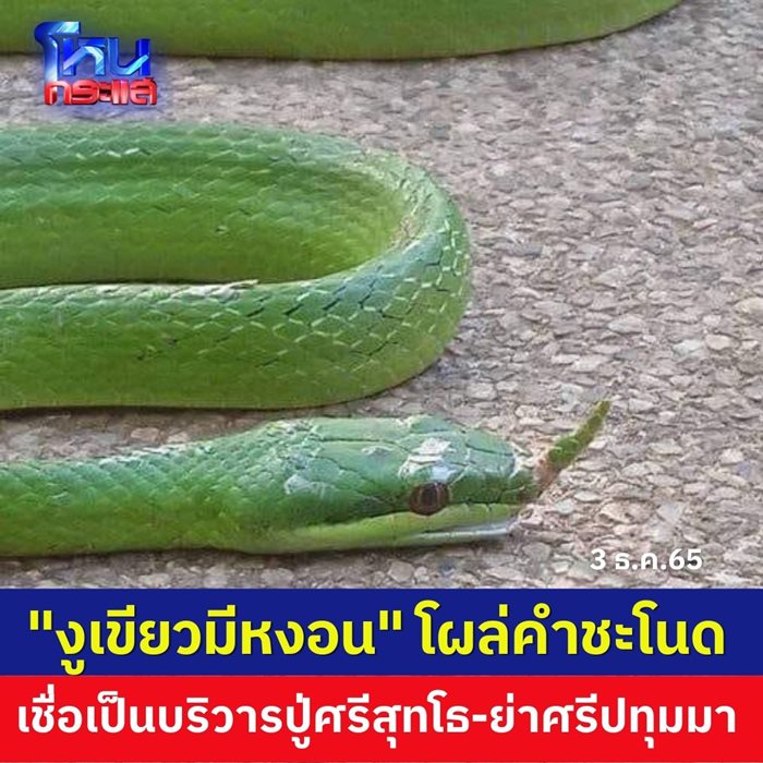 งูเขียวมีหงอน