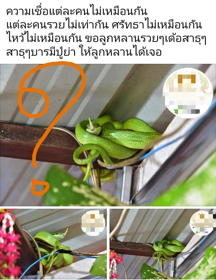 งูเขียวมีหงอน