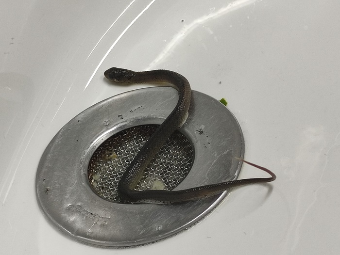 หลอนกว่าเจอหนอนอีก