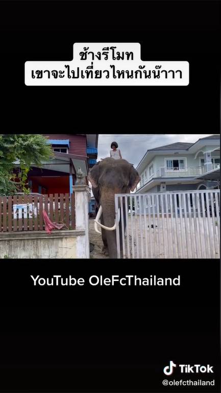 ขี่ช้างไปโรงเรียน