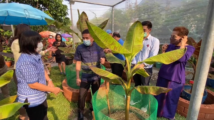 กล้วยแดงอินโด