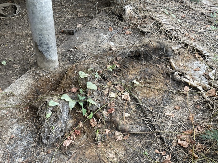 หมูตายยกฟาร์ม 