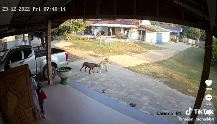 พิตบูลเพื่อนบ้านบุก 