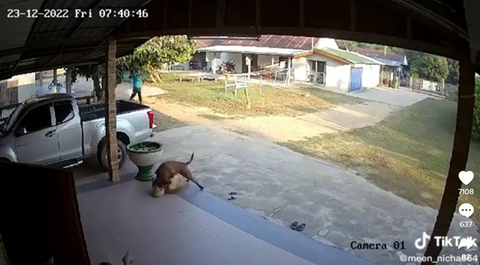 พิตบูลเพื่อนบ้านบุก 