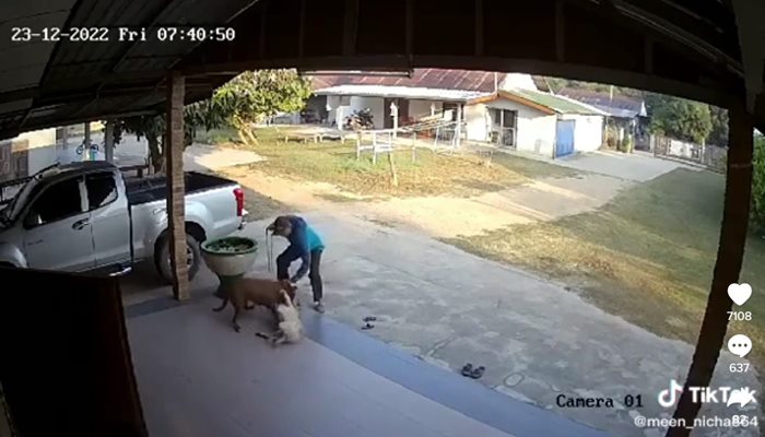 พิตบูลเพื่อนบ้านบุก 