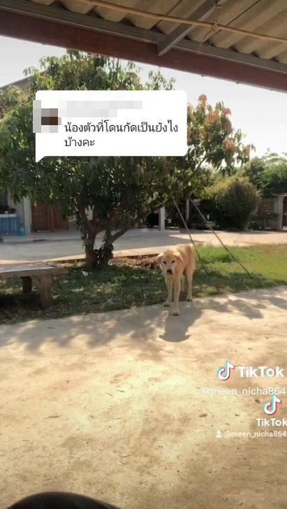 พิตบูลเพื่อนบ้านบุก 