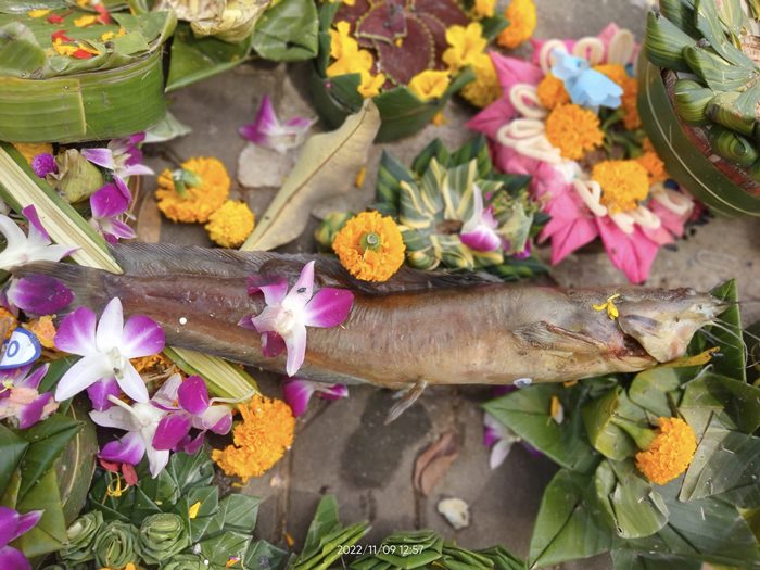 สภาพปลา..หลังวันลอยกระทง