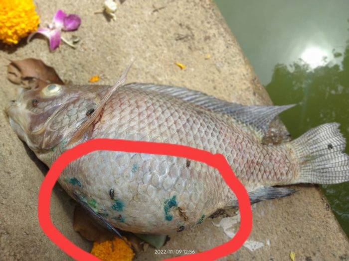 สภาพปลา..หลังวันลอยกระทง