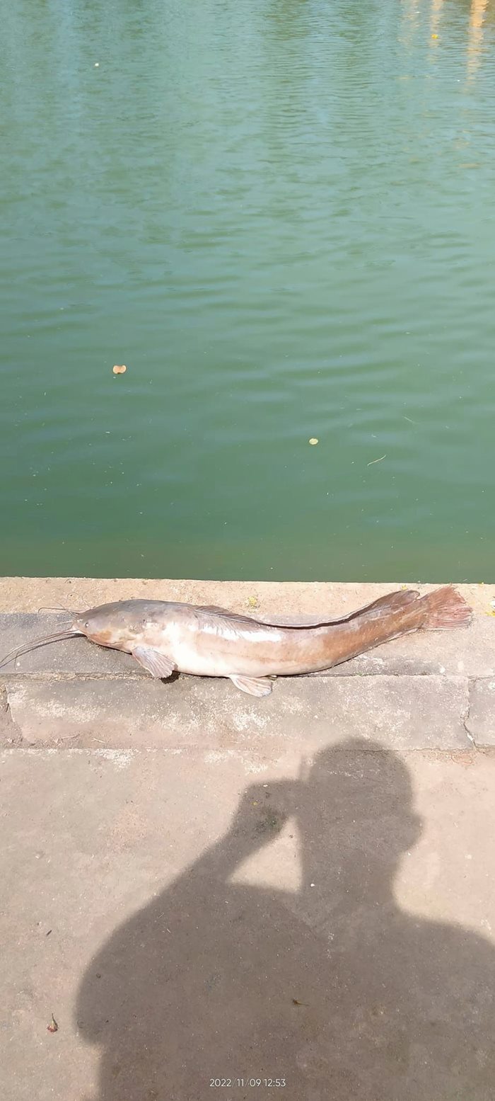 สภาพปลา..หลังวันลอยกระทง