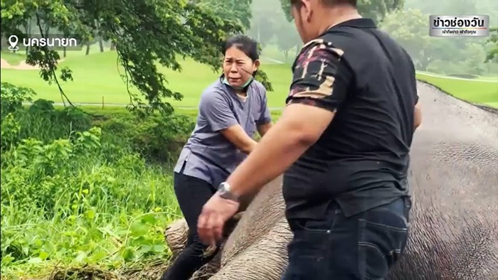  ช่วยช้าง