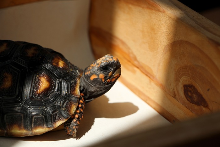 30 ปีในกล่อง ยังรอดได้ 