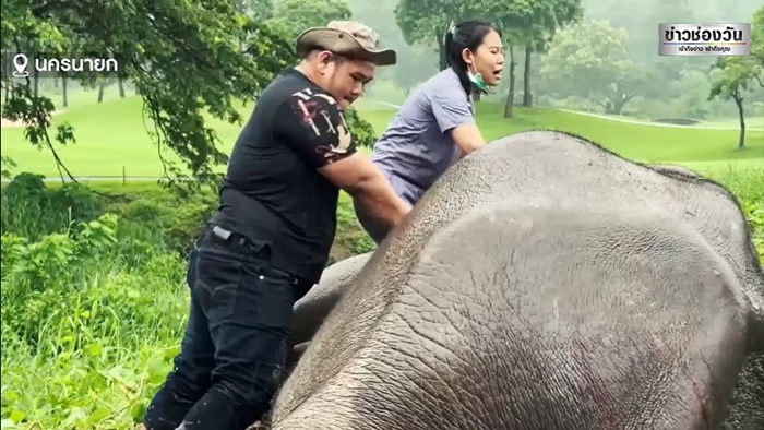  ช่วยช้าง