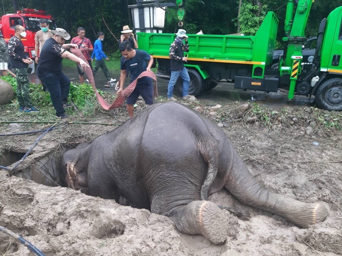  ช่วยช้าง