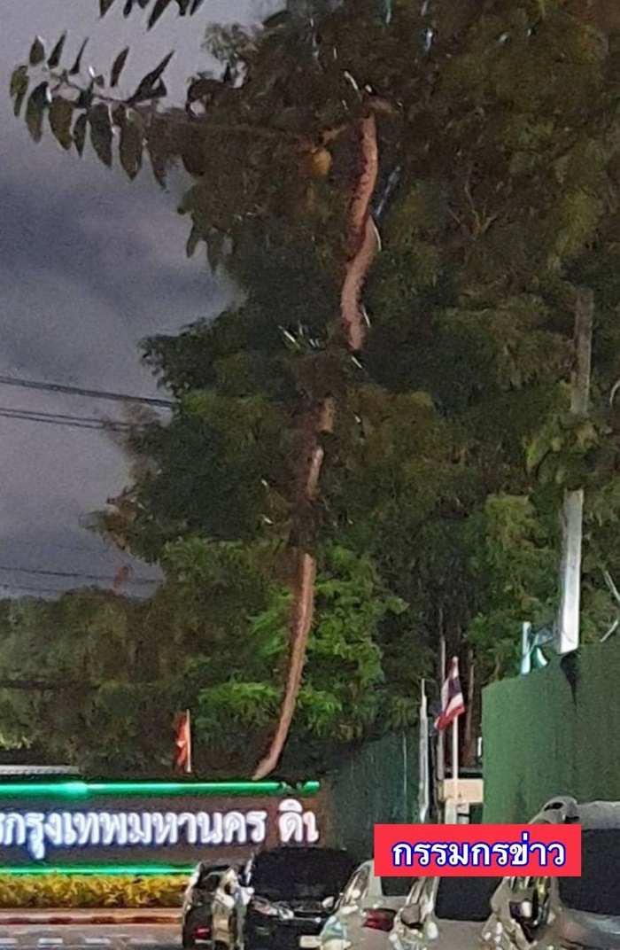 งูยักษ์