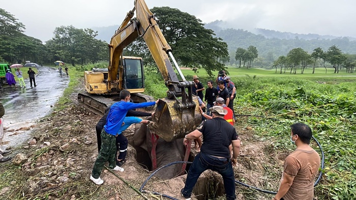  ช่วยช้าง