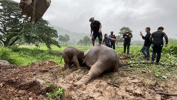  ช่วยช้าง