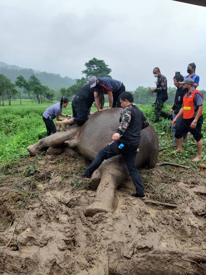  ช่วยช้าง