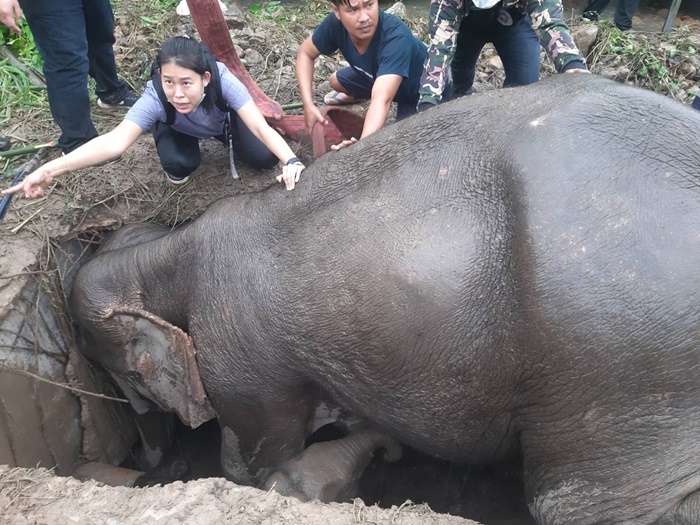  ช่วยช้าง