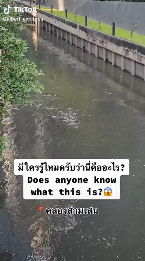 ตัวอะไรในคลองสามเสน