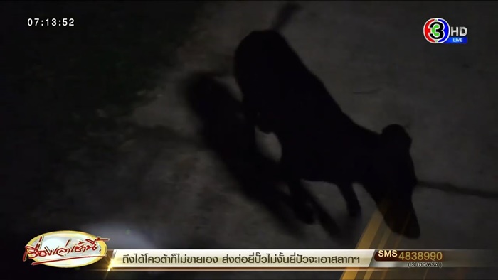 ทำร้ายหมา