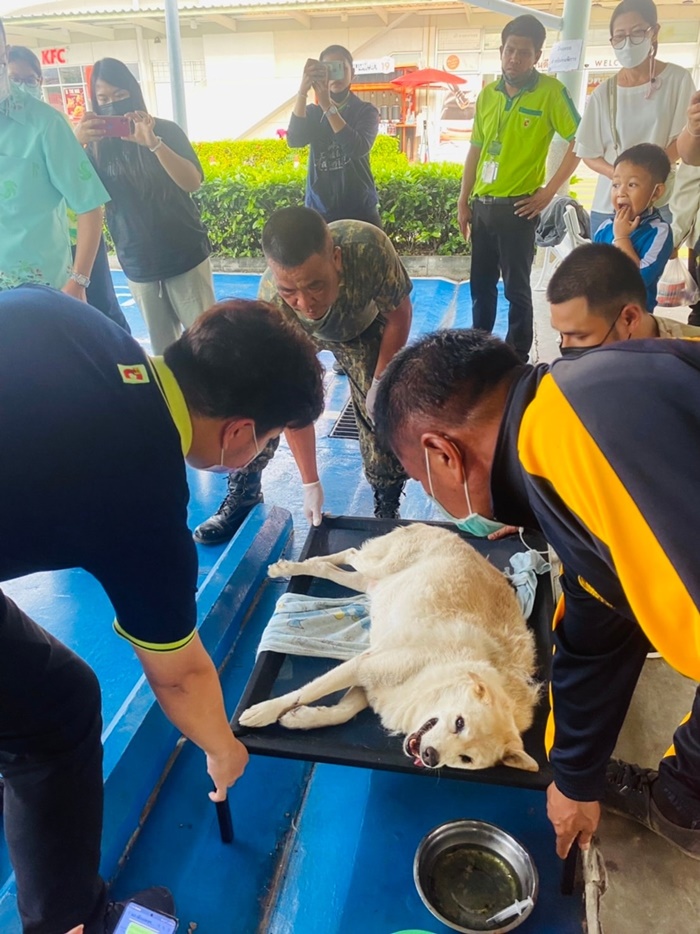  ขับรถทับหมาแก่