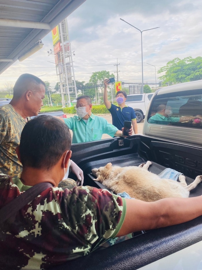  ขับรถทับหมาแก่