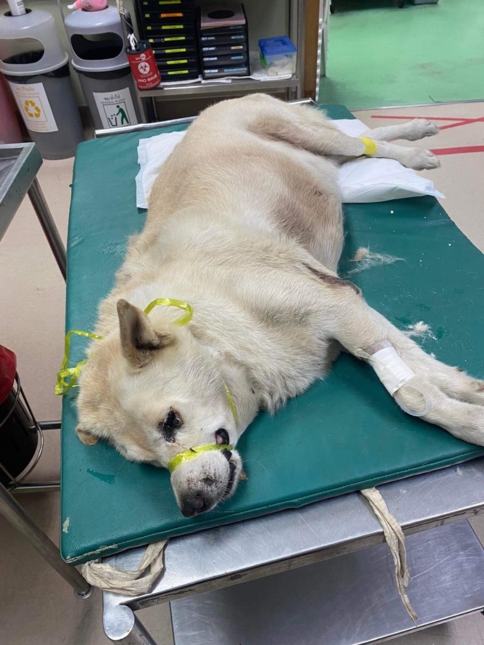  ขับรถทับหมาแก่