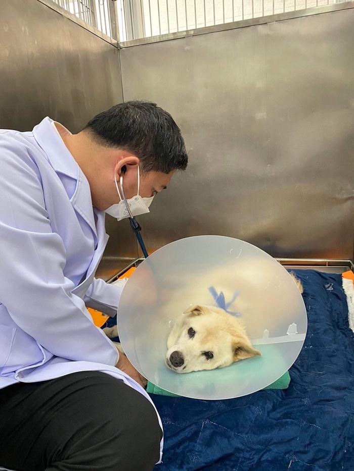  ขับรถทับหมาแก่