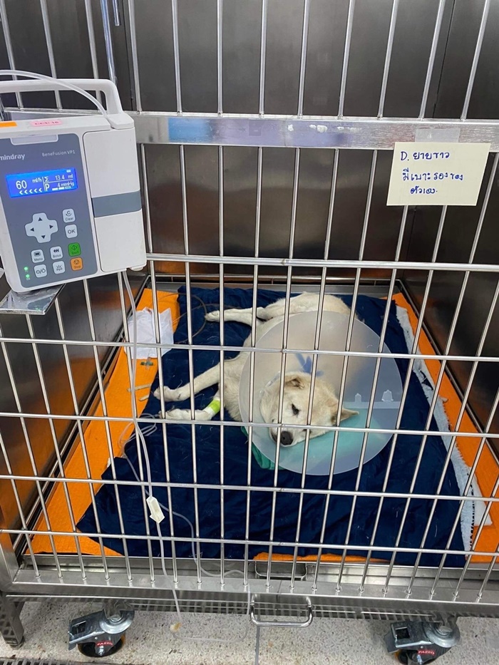  ขับรถทับหมาแก่