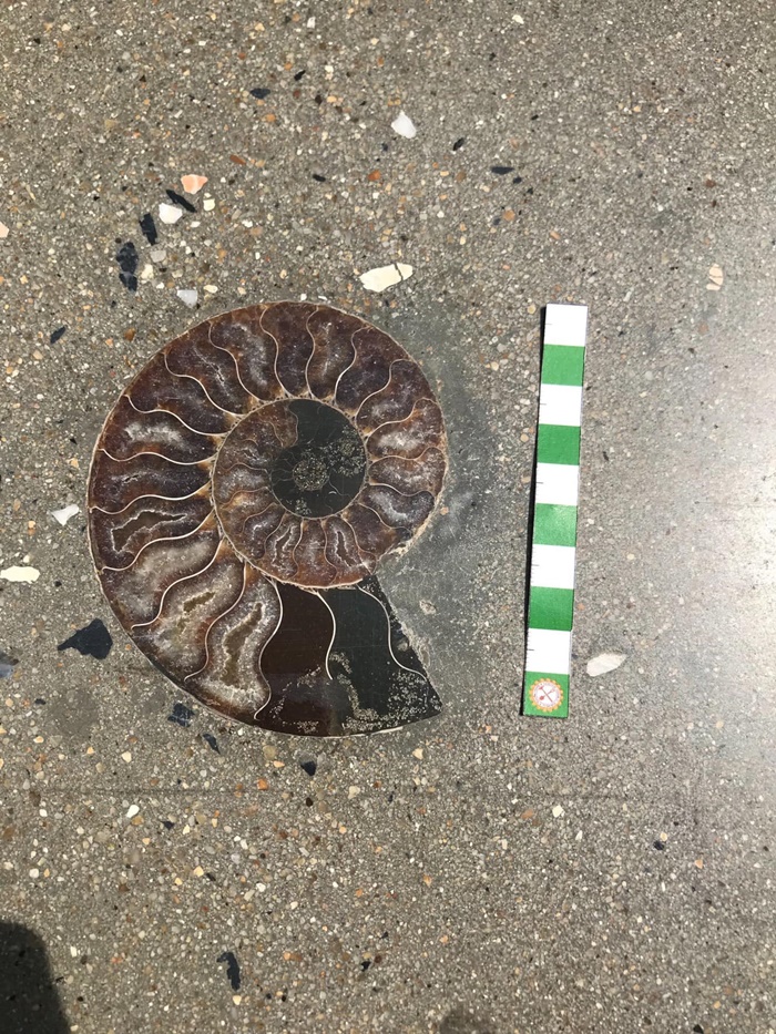  ฟอสซิลกลางสยาม