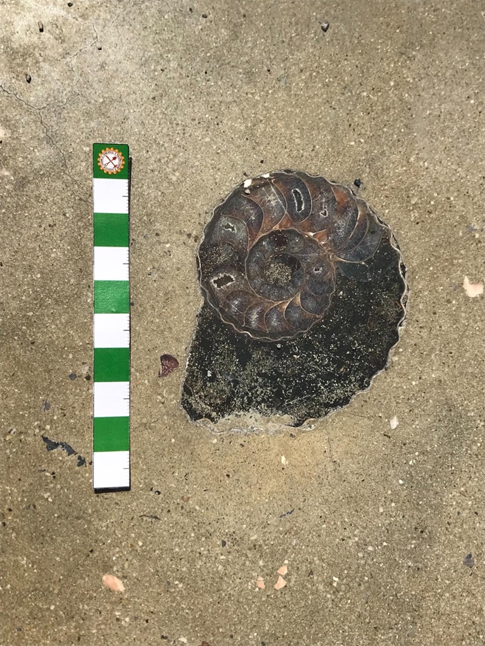  ฟอสซิลกลางสยาม