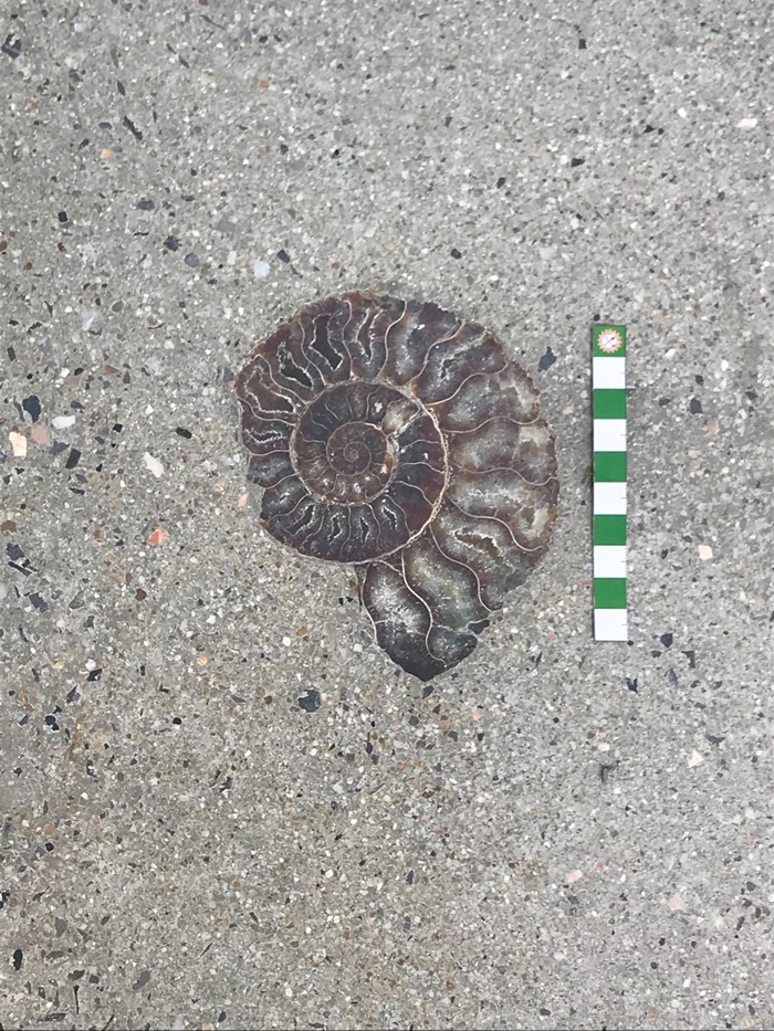  ฟอสซิลกลางสยาม