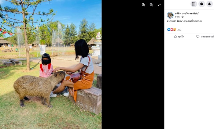 ทำร้ายสัตว์ 