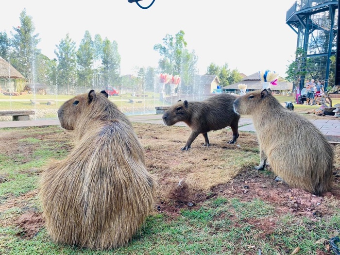 ทำร้ายสัตว์ 