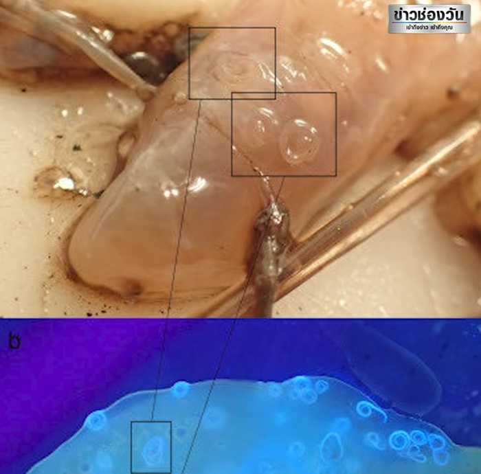 หมึกช็อต จุ่มซีฟู้ด