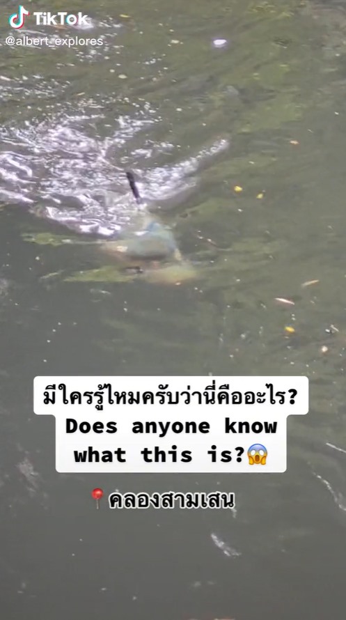ตัวอะไรในคลองสามเสน