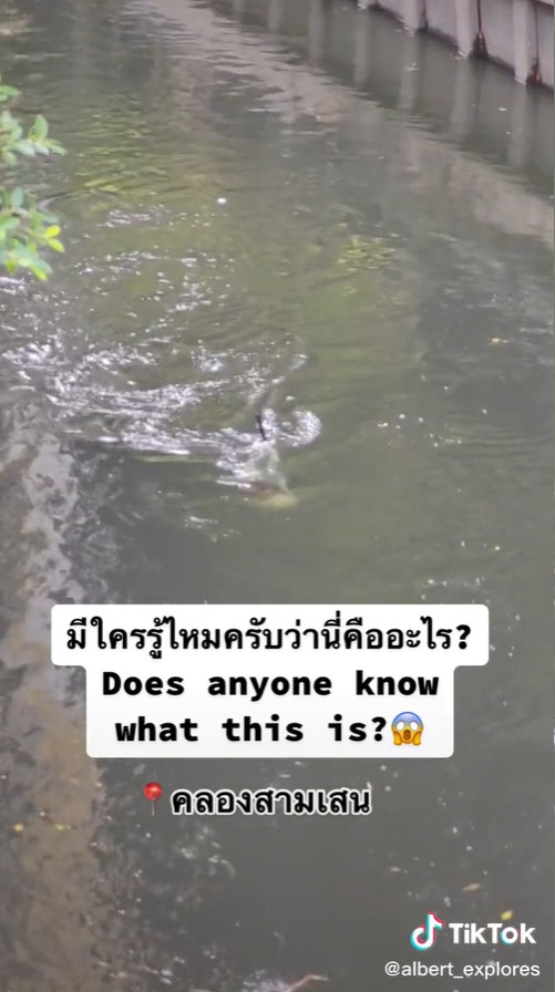 ตัวอะไรในคลองสามเสน