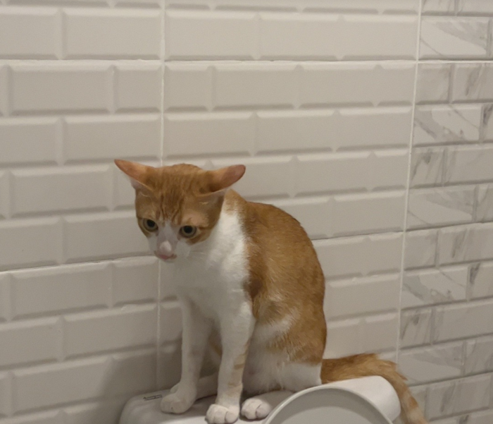 แมวข่วน