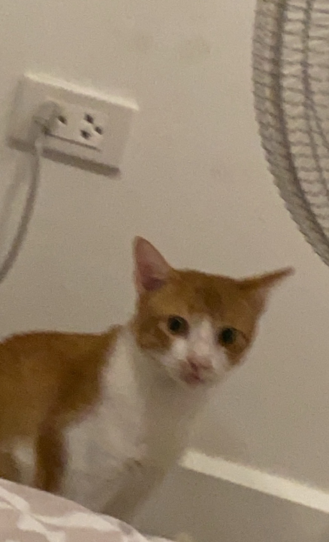 แมวข่วน