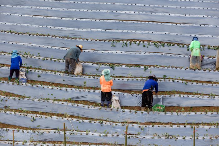 เสียภาษี 