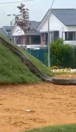 งูยักษ์