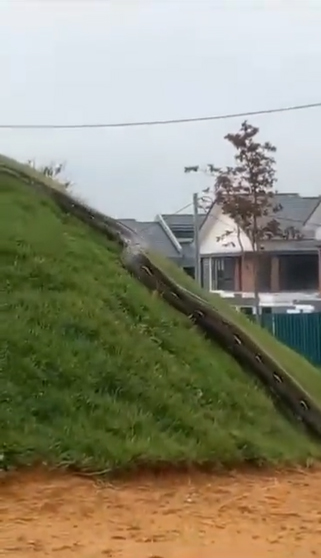 งูยักษ์