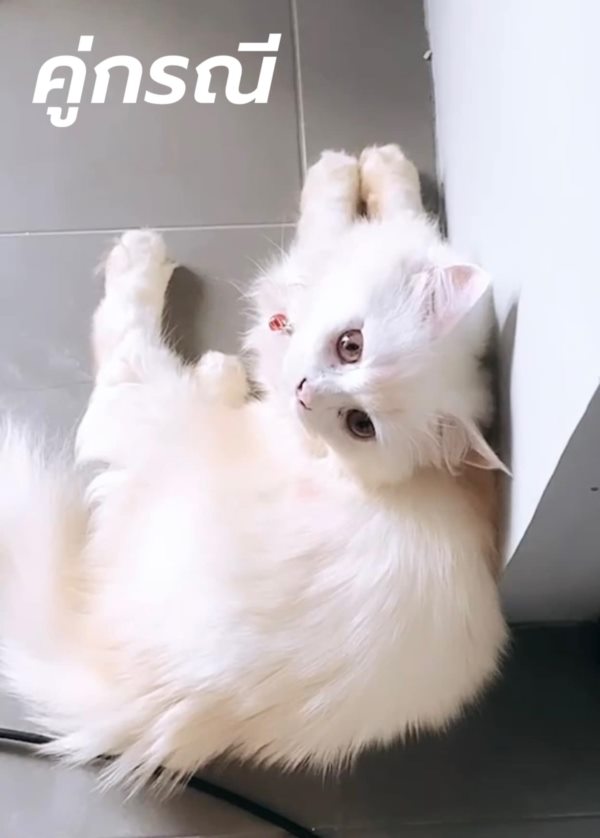 แมวตกใส่รถ