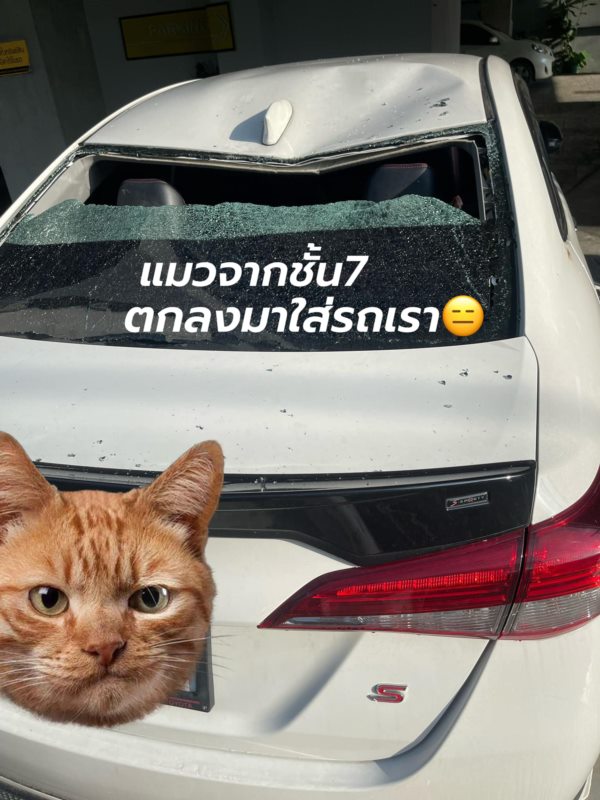 แมวตกใส่รถ