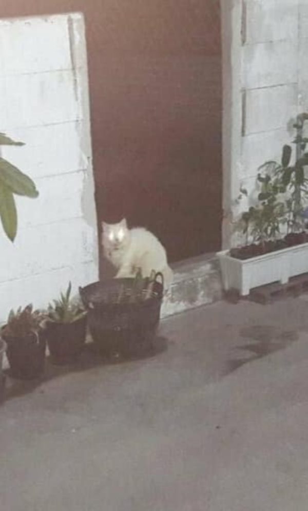 แมวตกใส่รถ