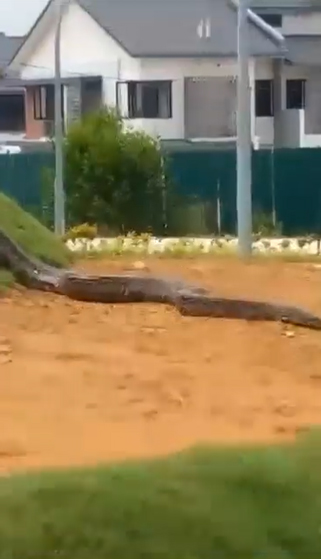 งูยักษ์