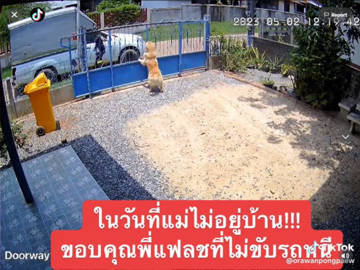 ส่งของ 1 นาที ไล่จับหมา 1 ชั่วโมง 