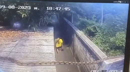 งูยักษ์