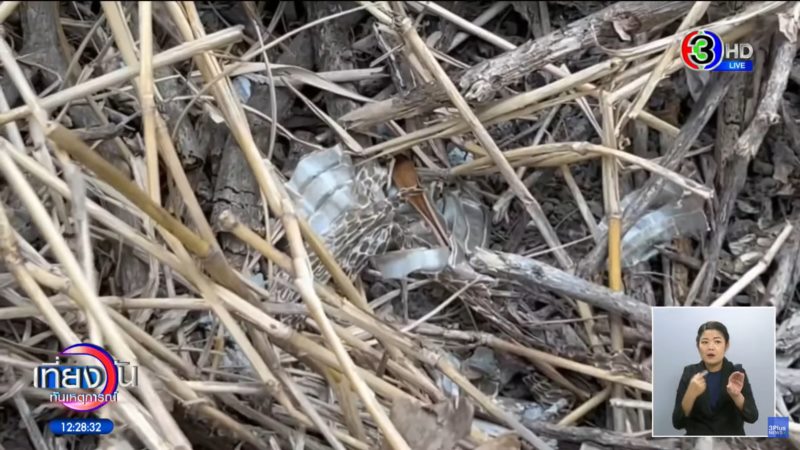 งูเข้าบ้าน