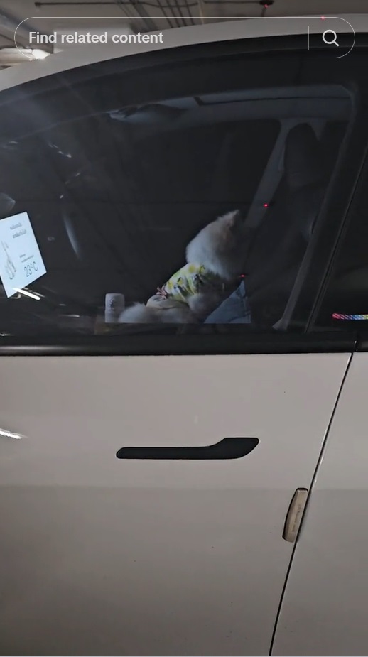 วิธีปล่อยน้องหมาไว้ในรถ